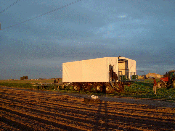 Plataforma recolectora de apio HARVETEC