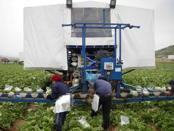 Plataforma recolectora de lechuga iceberg HARVETEC