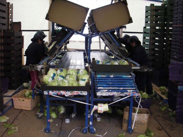 Plataforma recolectora de lechuga iceberg HARVETEC