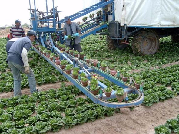 Plataforma recolectora de lechuga Little Gem HARVETEC