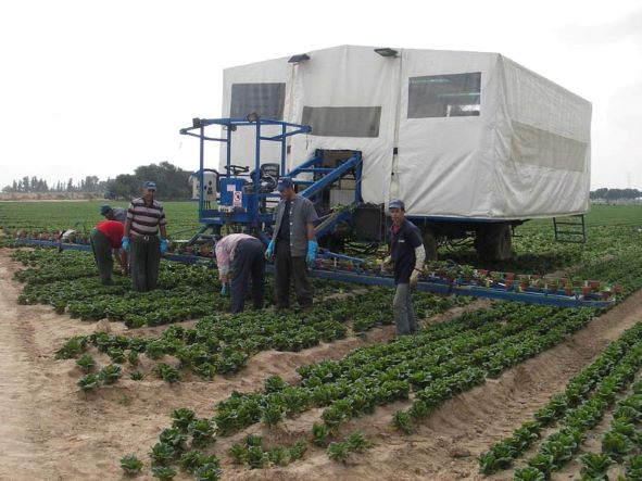 Plataforma recolectora de lechuga romana HARVETEC