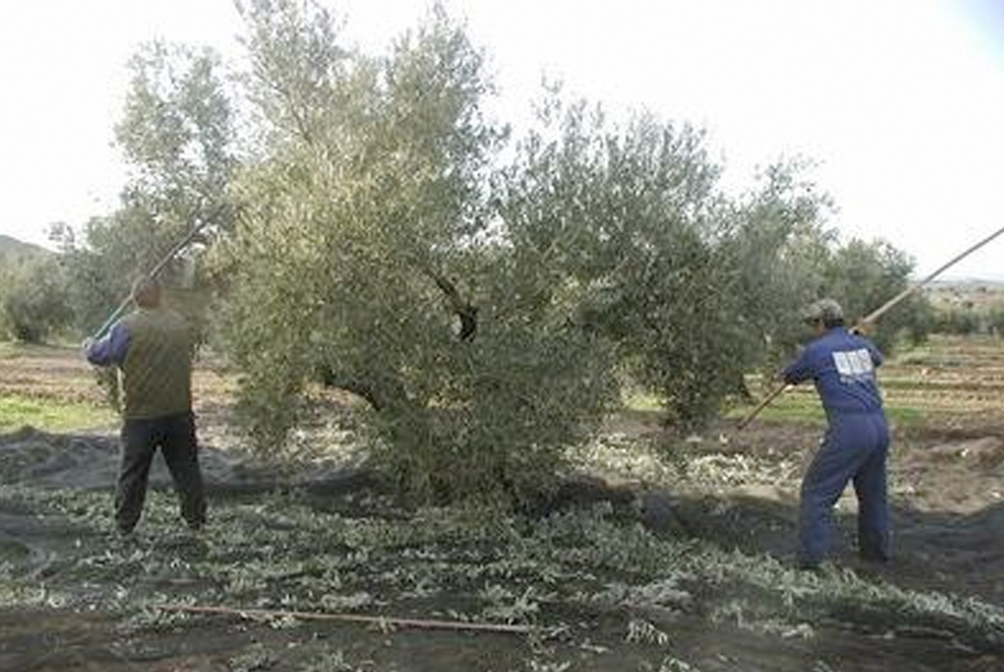 UPA: “El olivar tradicional es el paradigma de los abusos a los agricultores. Debemos resolverlo”